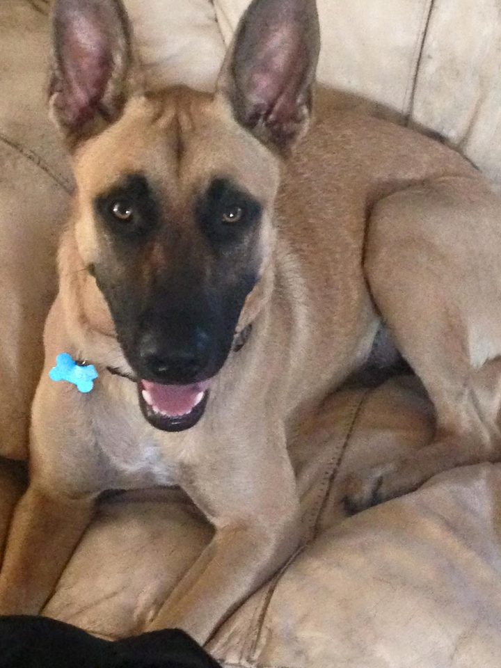 Daisy, Dave's Malinois Shepherd - the guard dog